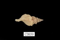 藏品(骨螺)的圖片